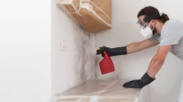 Professional Basement Mold Remediation technician working in Lovettsville, VA