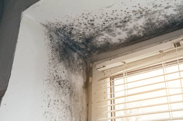 Affordable Basement Mold Remediation solutions in Lovettsville, VA